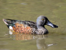 Australian Shoveler (WWT Slimbridge April 2011) - pic by Nigel Key